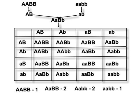 7744问题——输出aabb的4位完全平方数_多少数的平方等于7744-CSDN博客