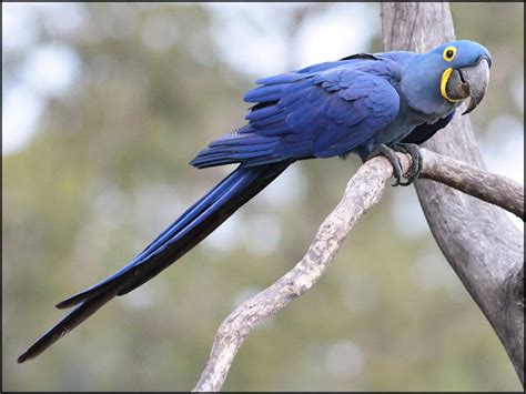 10 Of MOST EXPENSIVE EXOTIC PETS