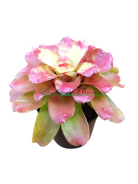 Neoregelia marble nitz - Win Garden & Home