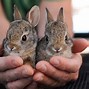 Image result for Baby Cottontail Rabbits Nest