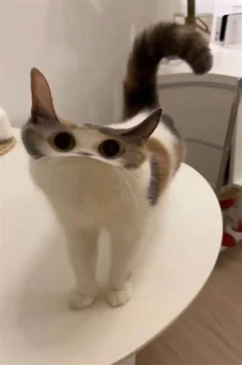 AU:R Code Tutorial 的图像结果