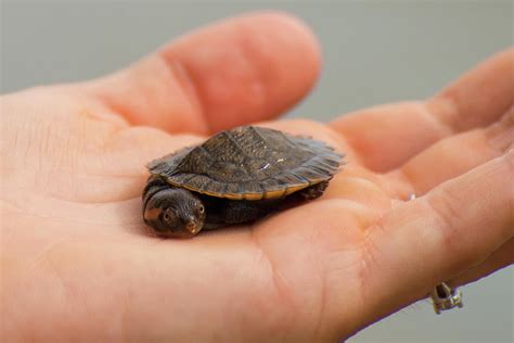Image result for Turtle Shell Backpack for Custom Use