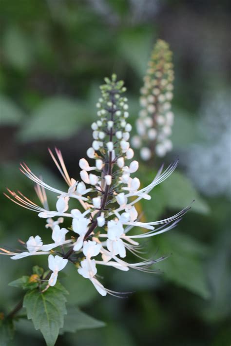 Cat Whiskers Flower Plant Of The Month; Beautiful And Medicinal Cat's