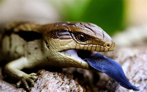 What Are Blue Tongue Skinks at Carly Decosta blog