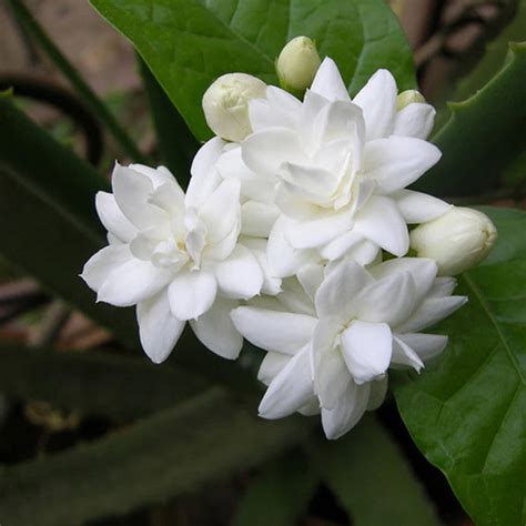 Mogra Plant (Jasminum sambac) – Arabian Jasmine Live Plant with Fragra ...