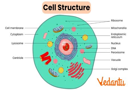 Scientists uncover molecular 'passports' that regulate Cell Nuclei