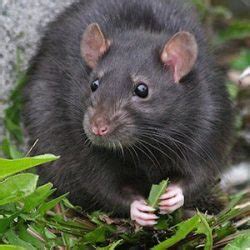 Local Pest Control 的图像结果