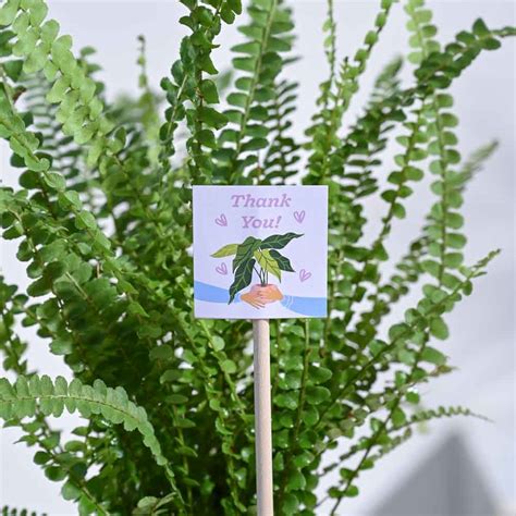Button Fern Thank you Gift Hamper – Ugaoo