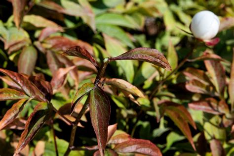 See photos before and after the Arb’s peony garden was vandalized ...