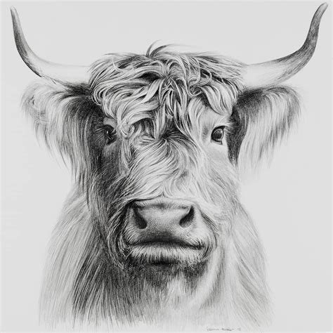 Drawings Of Highland Cows - Drawing Improvement Challenges