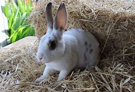 Image result for Cute Bunny with Flowers