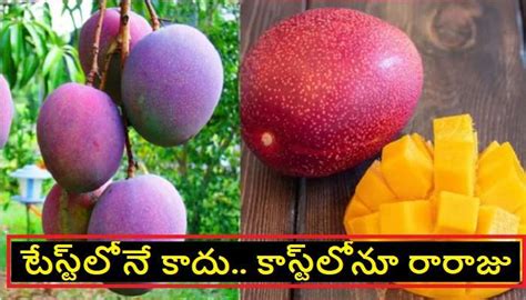Most expensive mangoes in the world, mangoes names and their prices ...
