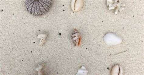 Image result for Beach Sea Shells