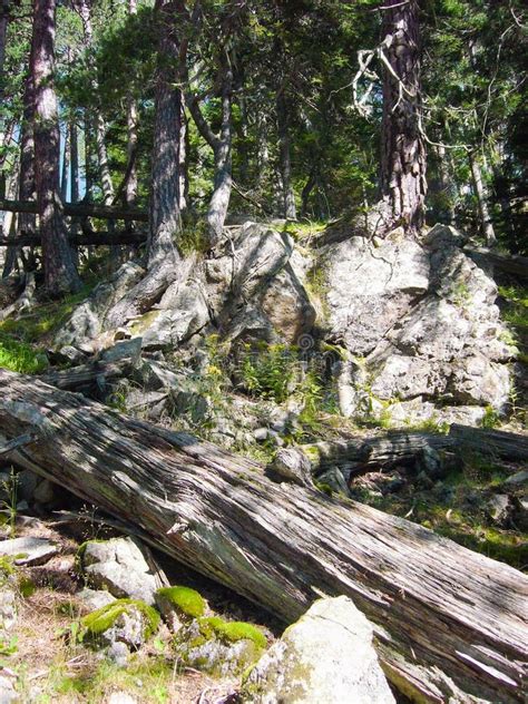 Image result for Old Fallen Tree Trunk