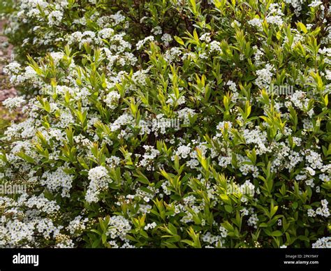 Dense clusters of white spring flowers of the hardy garden shrub ...