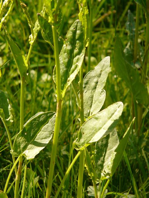 Free Images : field, lawn, meadow, leaf, food, green, herb, produce ...