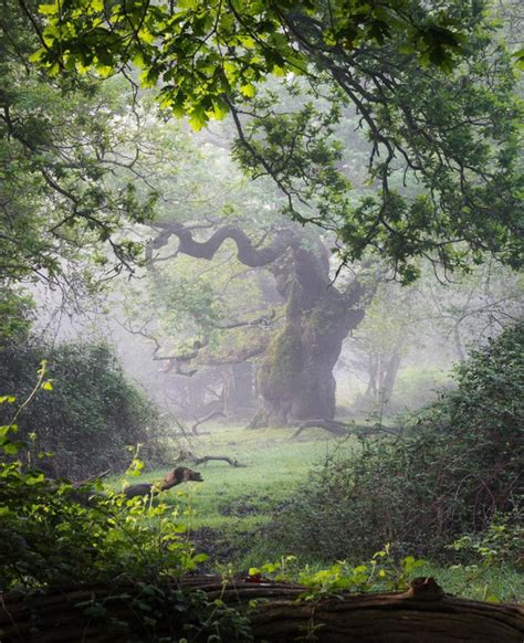 Image result for Sesame Tree Tumblr