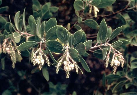 Chaparral | Definition, Description, Plants, Characteristics, Fire ...