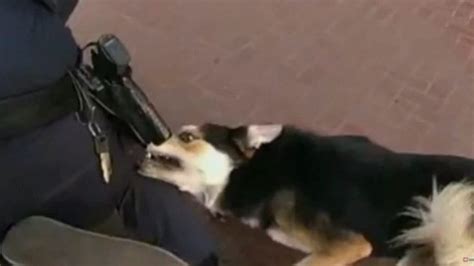 Body-cam footage of SFPD shooting and wounding suspect and dog | KTVU FOX 2