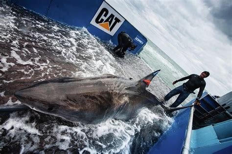 How Deep Can Great White Sharks Dive: The Ultimate Atlas