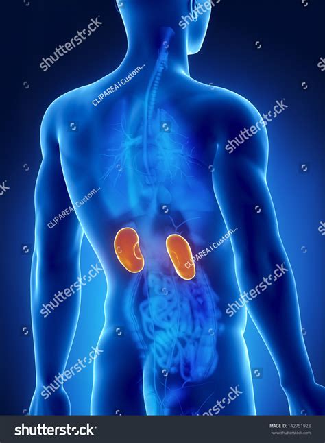 Kidney Male Anatomy Posterior Xray View Stock Illustration 142751923 - Shutterstock