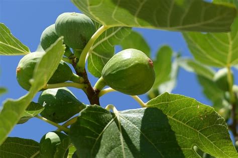 Fig Tree Types 的图像结果