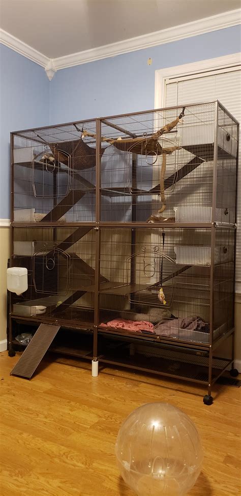 Ideal Ferret Cage Setup