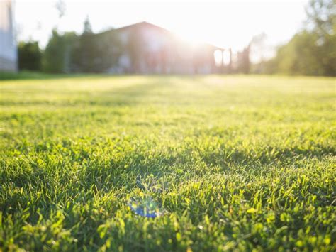 Spring Lawn Care Tips - Learn How To Care For Spring Lawns