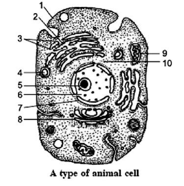 Given below is a diagrammatic sketch of electron microscopic view of an ...