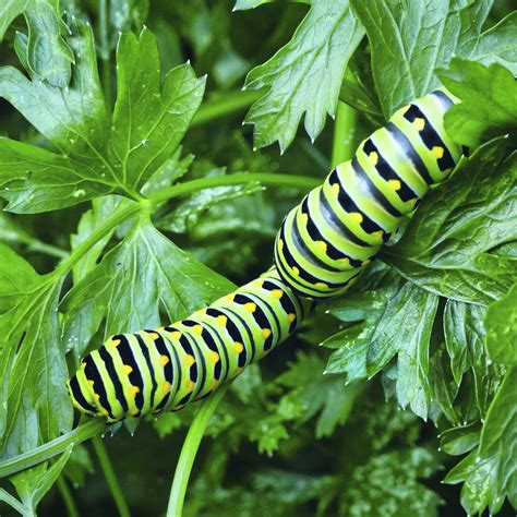 How to Grow Willow from Cuttings - Dengarden