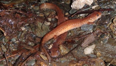 Spring Salamander | Mass.gov