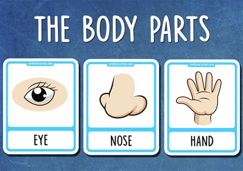 Human Body Parts Flashcards Pdf at Noah Stretch blog