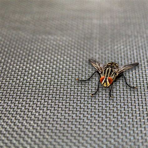 Image result for Cladding Insect Mesh Detailk