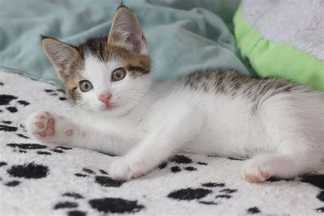 Inspirerende Kitten Kat 5 Dieren Kunst #cat #cats #kitten # Van JBJart