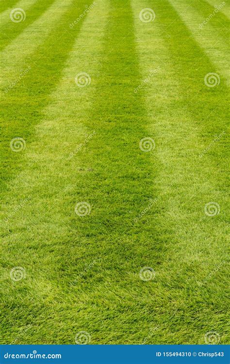 Fresh Cut Grass Lawn with Stripes Stock Photo - Image of lawn ...