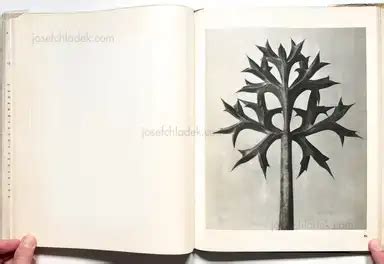 Karl Blossfeldt - Wunder in der Natur, Pantheon-Verlag für ...