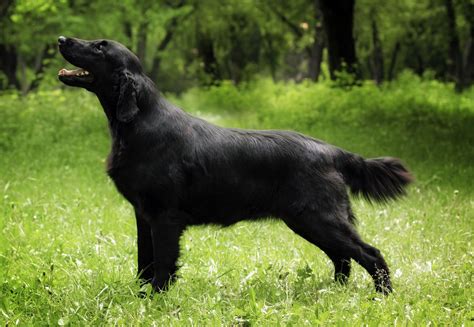 Flat-coated retriever | Gentle, Intelligent, Versatile | Britannica