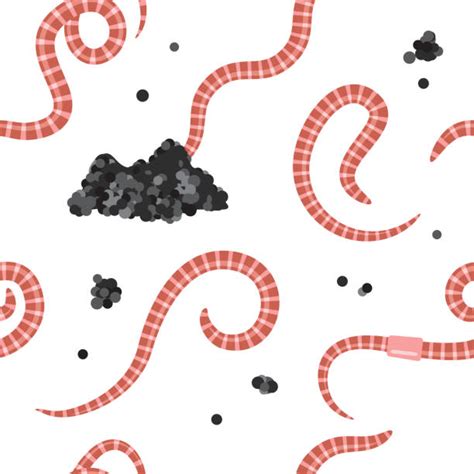 Image result for Segmented Worm Drawing