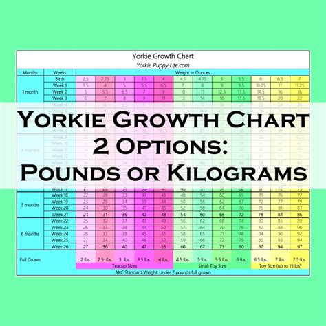 Yorkie Growth Chart & Weight Chart : How big will Yorkie Get?