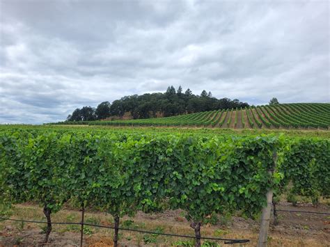 Winery spotlight: Van Duzer Vineyards - oregonlive.com