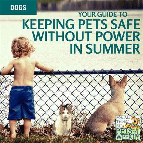 Keeping Pets Safe Without Power in Summer - PetsWeekly.com