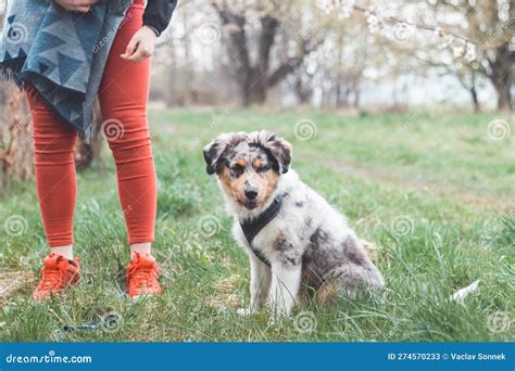 Unique Portrait of an Australian Shepherd Puppy Who Expresses His ...