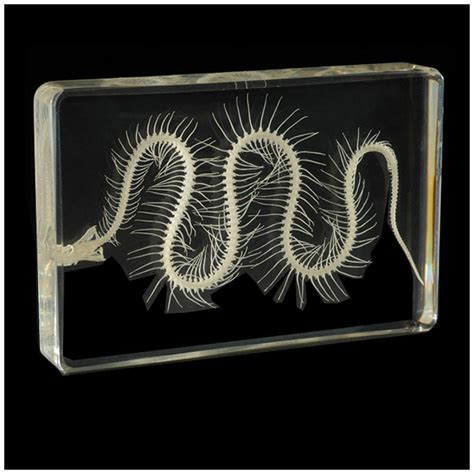 Buy FMOGE Viper Skeletal Sample Embedded Biological Samples ...