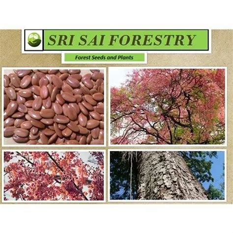 Fruits Seed - Grevillea Robusta Seed Trader - Retailer from Chikkaballapur