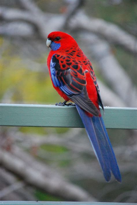 Crimson Rosella (Platycercus elegans) - Exotic birds