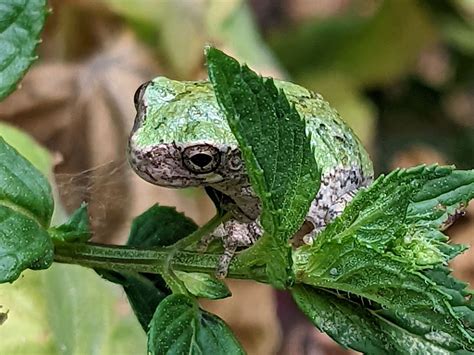 Image result for Tree Frog Catching