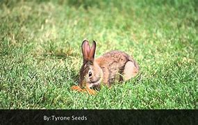 Image result for Rabbit Eating Carrot