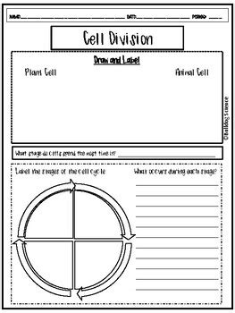 Free Science Lessons Cell Division 的图像结果