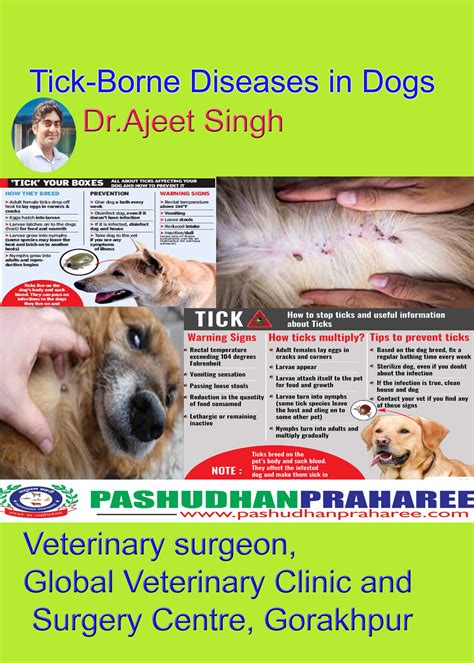 Tick-Borne Diseases in Dogs - Pashudhan Praharee | Pet Care Blog