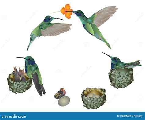 What Is A Hummingbird's Life Cycle at Margaret Cavanaugh blog